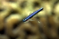   Neon Goby swimming above symmetrical brain coral way Ledge Turtles off Fort Lauderdale beach  